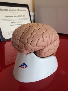 model brain